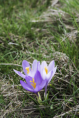 Image showing Blue crocus