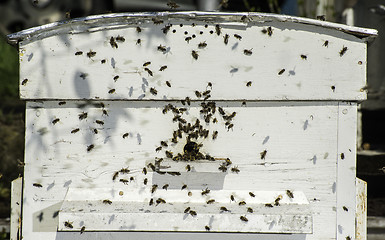 Image showing Bees entering the hive