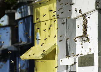 Image showing Swarm of bees fly to beehive