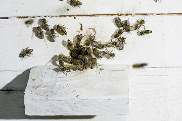 Image showing Bees entering the hive