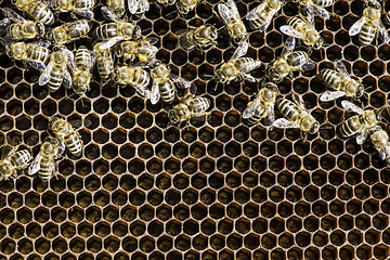 Image showing Close up honeycombs