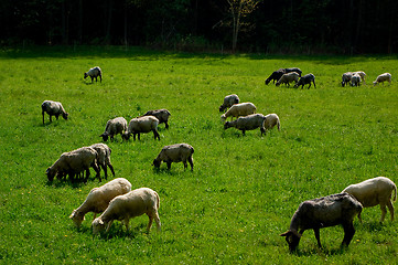 Image showing Sheep on pasture.