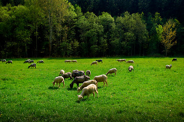 Image showing Sheep on pasture.