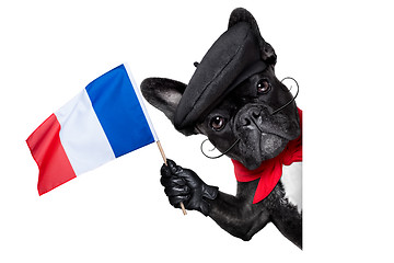 Image showing french dog