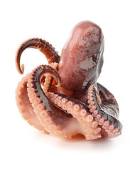 Image showing Octopus
