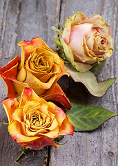 Image showing Withered Roses