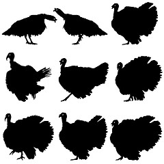 Image showing Silhouettes of turkeys. Vector illustration.