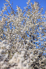 Image showing trees in bloom 