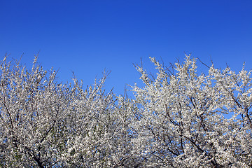 Image showing 	trees in bloom