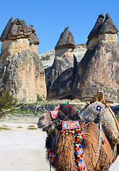 Image showing camel in Cappadocia, Turkey