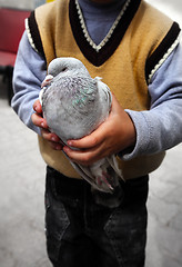 Image showing Pigeons in a boys hand