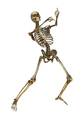 Image showing Human Skeleton