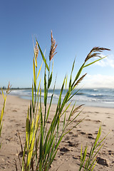 Image showing Beach grass glistening in the morning breeze