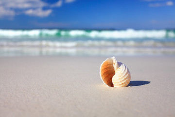 Image showing Beautiful tropical shell on the beach vacation