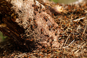 Image showing Red ant