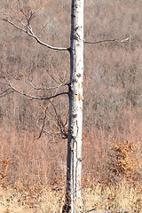 Image showing Gloomy autumn