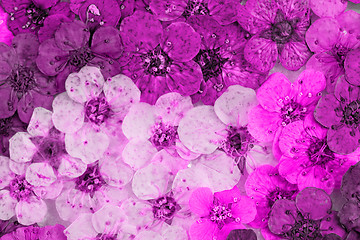 Image showing Decorative montage compilation of colorful dried spring flowers