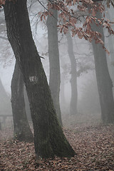 Image showing Foggy landscape