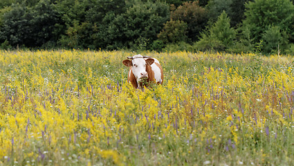 Image showing Cow on the meadow