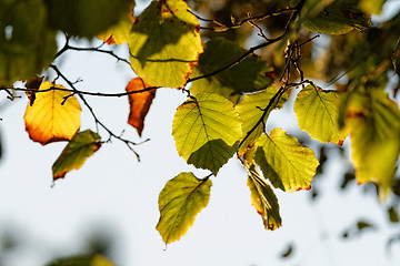 Image showing Green leaf