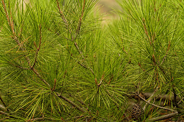 Image showing Green pine