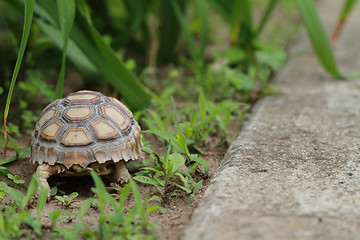Image showing Tortoiseshell