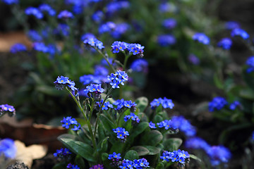 Image showing Beautiful flower