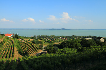 Image showing Badacsony - Balaton