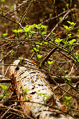 Image showing Big forest