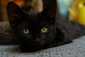 Image showing Black cat