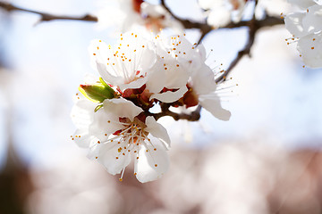 Image showing Blossom