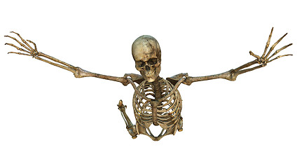 Image showing Human Skeleton