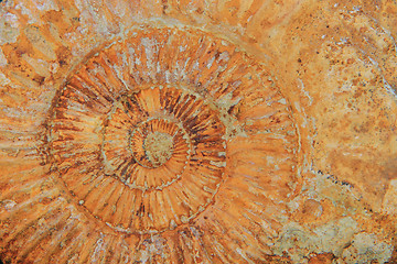 Image showing natural amonite fossil background 