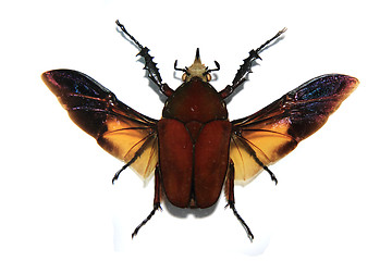Image showing tropical bug 
