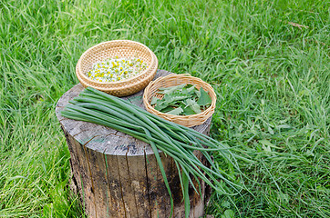 Image showing herbal set and garden green onion on stump outdoor 