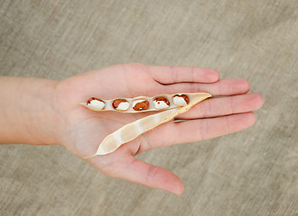 Image showing open bean pod lying on woman palm on linen texture 