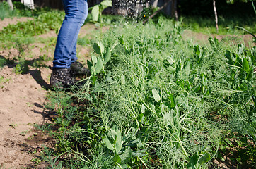 Image showing pea plants and gardener water with watering-can 