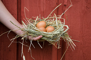 Image showing hand hold nest with eggs on wooden wall background 