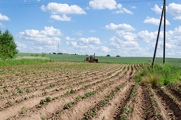 Image showing tractor plough potato plants in field 