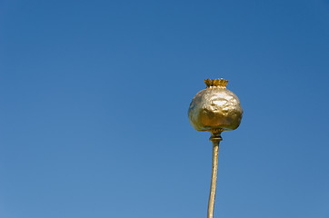 Image showing gold sprayed poppy on blue sky background 