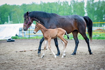 Image showing Foal with his mother-mare walks in paddock