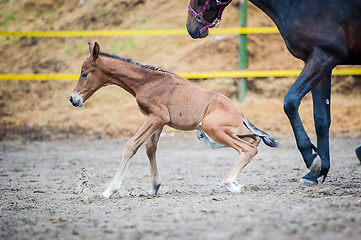 Image showing Colt (2-day) walks and played in paddock