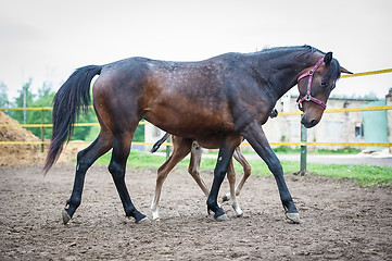 Image showing Foal with his mother-mare walks in paddock