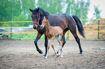Image showing Foal with his mother-mare walks in paddock