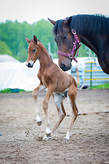 Image showing Colt (2-day) walks and played in paddock