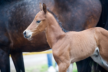 Image showing Horse and colt (2-day) walks in paddock