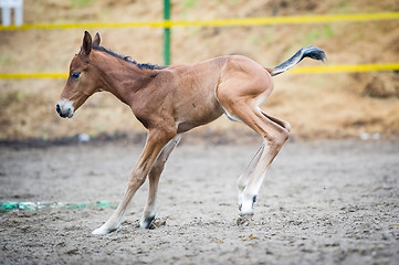 Image showing Colt (2-day) walks and played in paddock