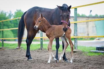 Image showing Foal with his mother-mare walks in paddock