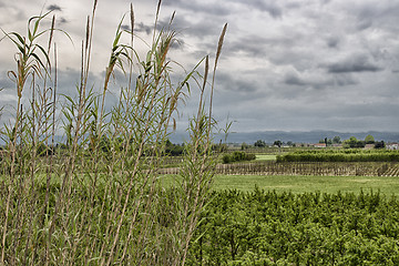 Image showing Giant canes on sky background in Italian countryside