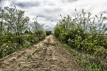 Image showing Walking on dry grass on the embankment of the senio river